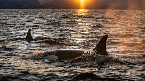 भेड़ियों के झुंड की तरह 60 से ज्यादा किलर व्हेल्स ने नोच नोचकर किया ...