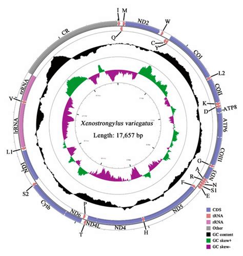 Characterization of the Complete Mitochondrial Genomes from Two ...