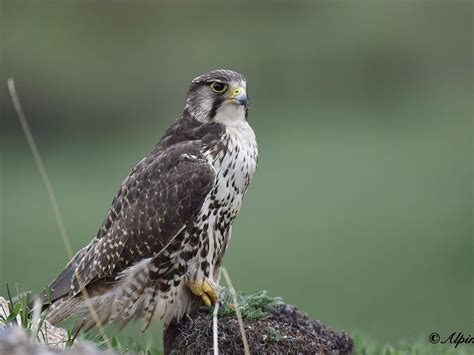 ALPINEBIRDING Guide (2026) All You Need to Know BEFORE You Go (with Photos)