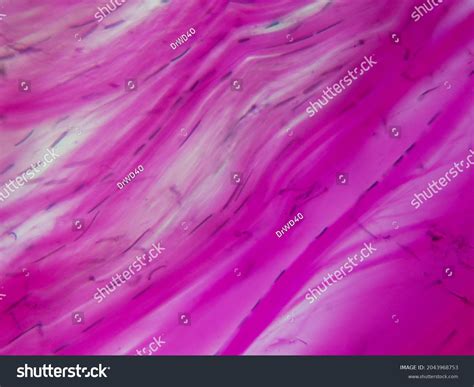 Dense Connective Tissue Under Microscope