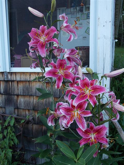 Star Gazer Lilies