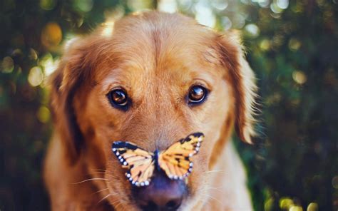 Dog Butterfly wallpaper | 1920x1200 | #12679