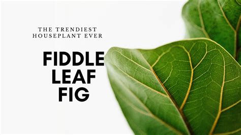 Fiddle Leaf Fig Trees- The 'IT' Plant – Leafy Island