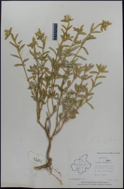 Herbarium JCB