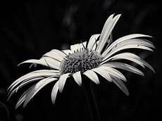 fiori in bianco e nero beaut 233 fleur jaune noir et blanc 183 photo gratuite sur pixabay fiori in bianco e nero beaut 233 fleur jaune noir et blanc 183 photo gratuite sur pixabay