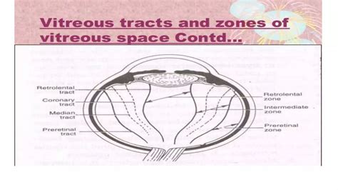 Vitreous humour of eye | PPTX