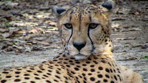 Fast facts about Cheetah's — Woofpurnay Veterinary Hospital ...