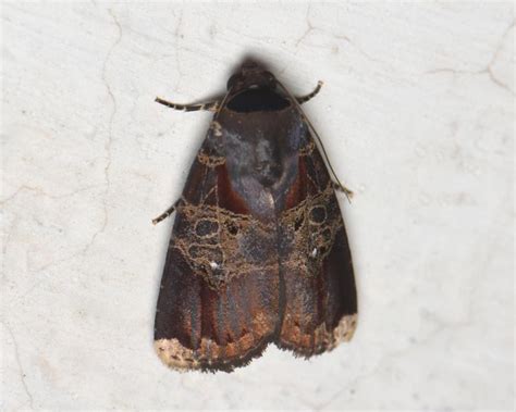 Callyna jugaria | Moths