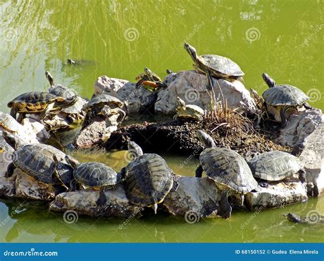 Group of Turtles Red Eared Slider Stock Photo - Image of phylum, subclass: 68150152