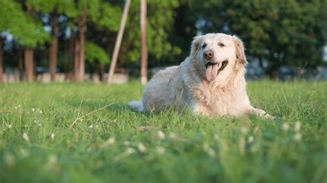 Specialist Directory | Camas Washougal Animal Hospital