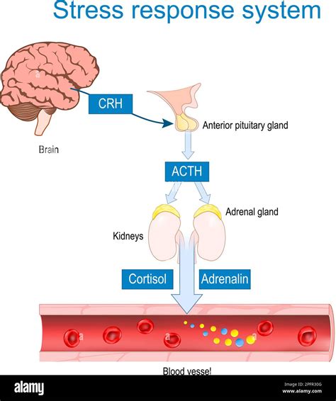 Stress response system. Fight-or-flight response. How work of Corticotropin-releasing, and ...