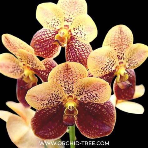 Best Reasons to Purchase Vanda Orchids Online and How to Discover the ...