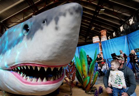 Biggest Shark In The World Megalodon Caught