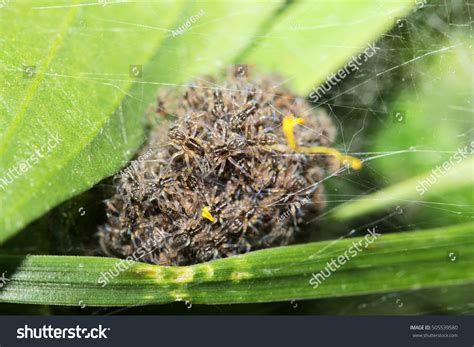 Small Newly Hatched Wolf Spiders Nest Stock Photo (Edit Now) 505539580