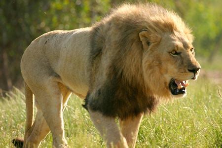 Image result for Lion Algorithm