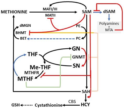 S-Adenosylmethionine: From the Discovery of Its Inhibition of ...