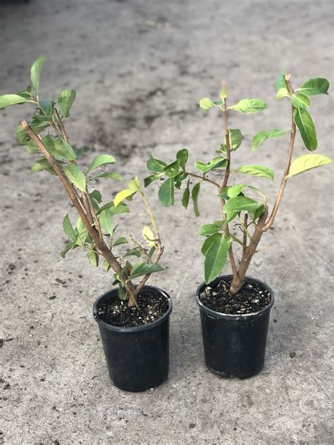 Viburnum odoratissimum 'Sweet' 6" Pot (Eco Grade) - Hello Hello Plants ...