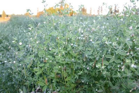 Silver Falls Seed Company - Clover - Spanish