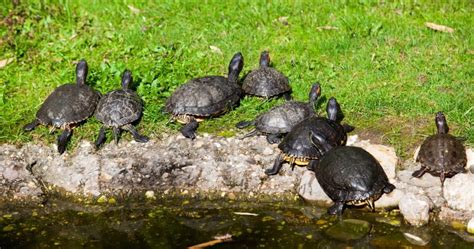 Image result for Red Ear Slider Turtle Tank Setup