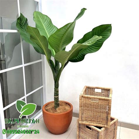 Jual TANAMAN HIAS dieffenbachia big ben / dieffenbachia / tanaman ...