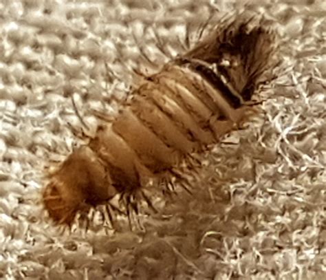 What Do Bed Bugs Look Like In First Stage Larva