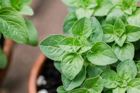 What Is Oregano? Tips for Growing and Using the Herb