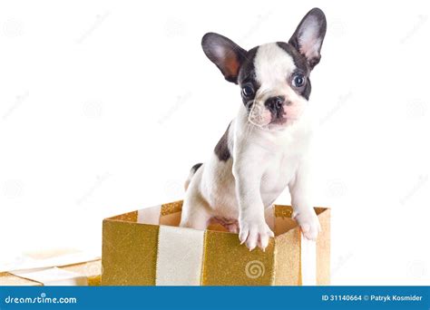 Adorable French Bulldog Puppy in the Gift Box Stock Photo - Image of ...