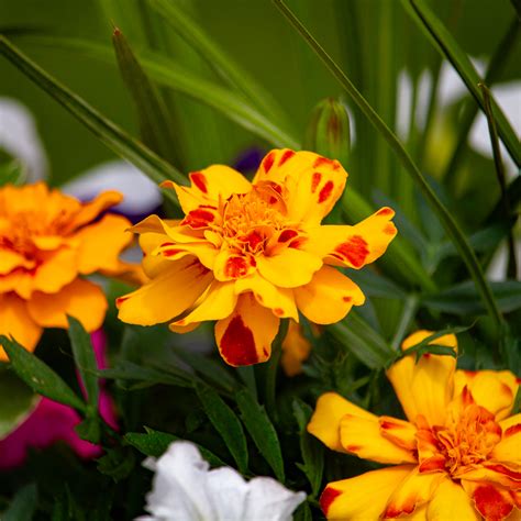 Growing Glowing Marigolds | Bayport Flower Bayport Flower