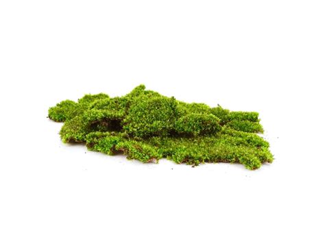 Moss png Images - Free Download on Freepik
