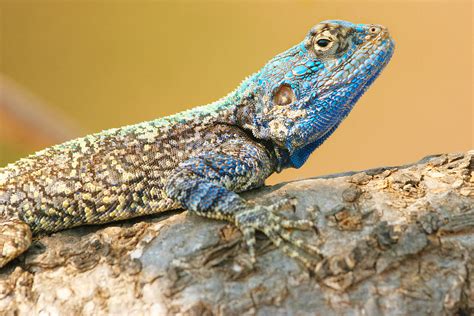 Image result for Lizard Dissection