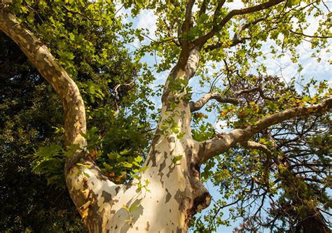 Image result for Sycamore Tree Usage