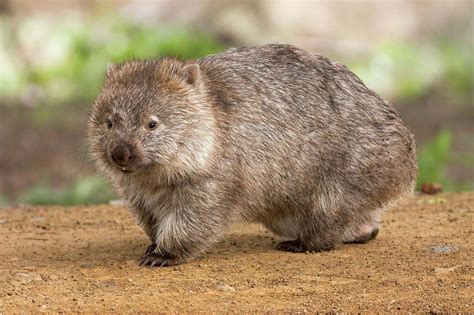 Marsupial | Definition, Characteristics, Animals, & Facts | Britannica
