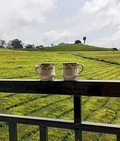 Tea Estate View Point Ooty – Best Scenic Spot, Entry Fee, Timings & Photos