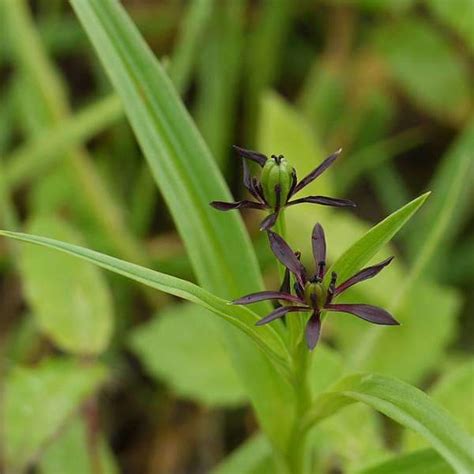 Buy Iphigenia, Ran Lahsun - Plant online from Nurserylive at lowest price.