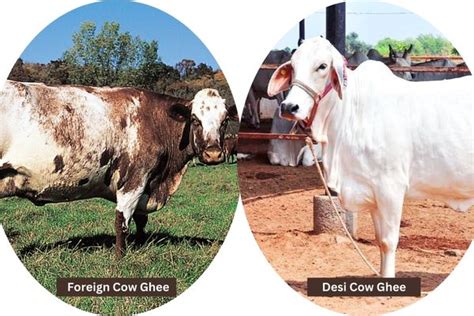 desi cow ghee