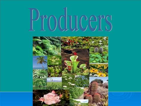 Environmental Science Examples 的图像结果