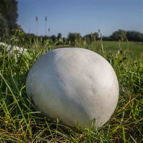 Giant Puffball Mushroom