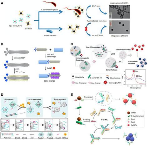 Colorimetric Systems for the Detection of Bacterial Contamination ...