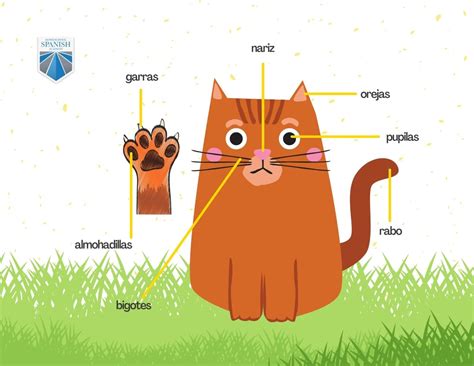 Miau! The Ultimate Vocabulary Guide to Your Cat in Spanish