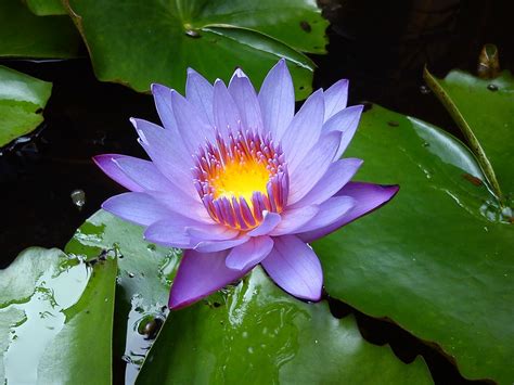 Image result for Turtle Java Eclipse
