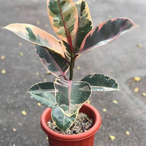 Ficus Elastica Ruby Buy Rubber Plant | Nursery Nisarga