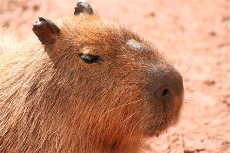 Capybara Facts (Hydrochoerus hydrochaeris)