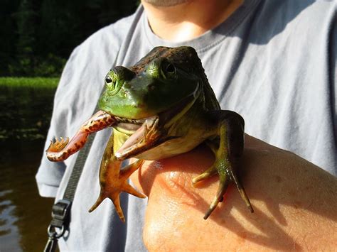 Why Do Frogs Eat Frogs at Pamela Cerda blog