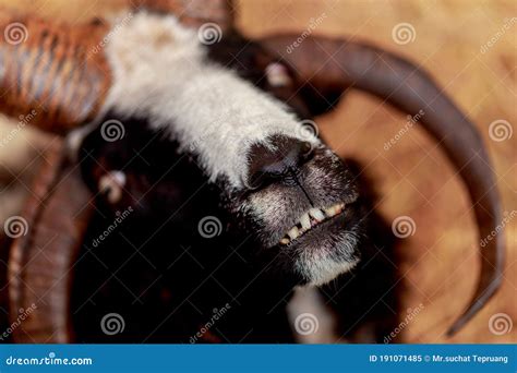 Brown Goat`s Mouth and Teeth Stock Image - Image of goat, horns: 191071485