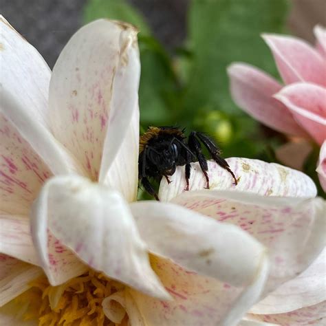 Bee Swarm Simulator Script Pastbien 的图像结果