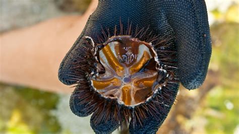 15 Sea Urchins Toxicity and Venom facts - Sea Urchins Mag