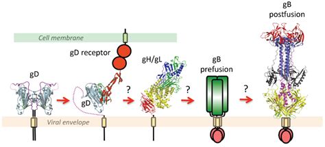 Viruses | Special Issue : Viral Glycoprotein Structure