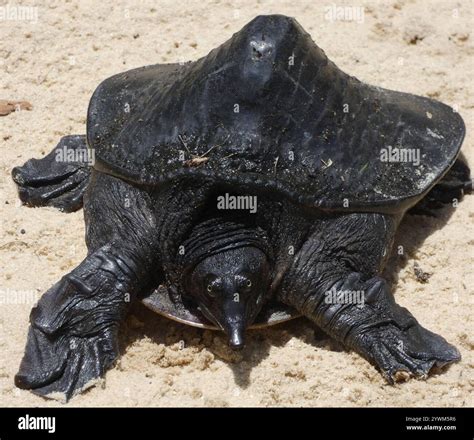 Florida Softshell Turtle (Apalone ferox Stock Photo - Alamy