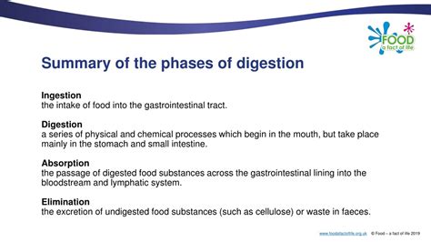 Digestion Process Explained 的图像结果