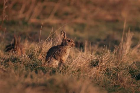 Information about Black-Tailed Jackrabbit Breed: Facts & Traits - Pet ...
